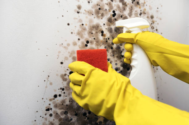 Best Mold Damage Repair  in Andale, KS